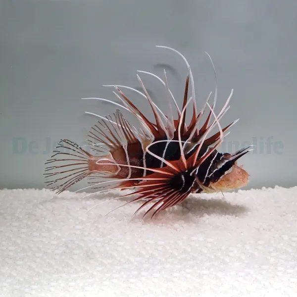 Pterois radiata | M