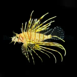 Pterois volitans | M