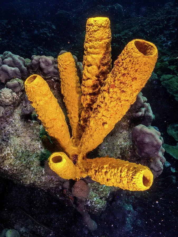Aplysina fistularis | S