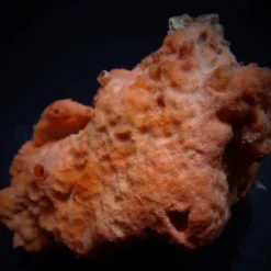 Cinachyrella spp. (Ball Sponge) | L