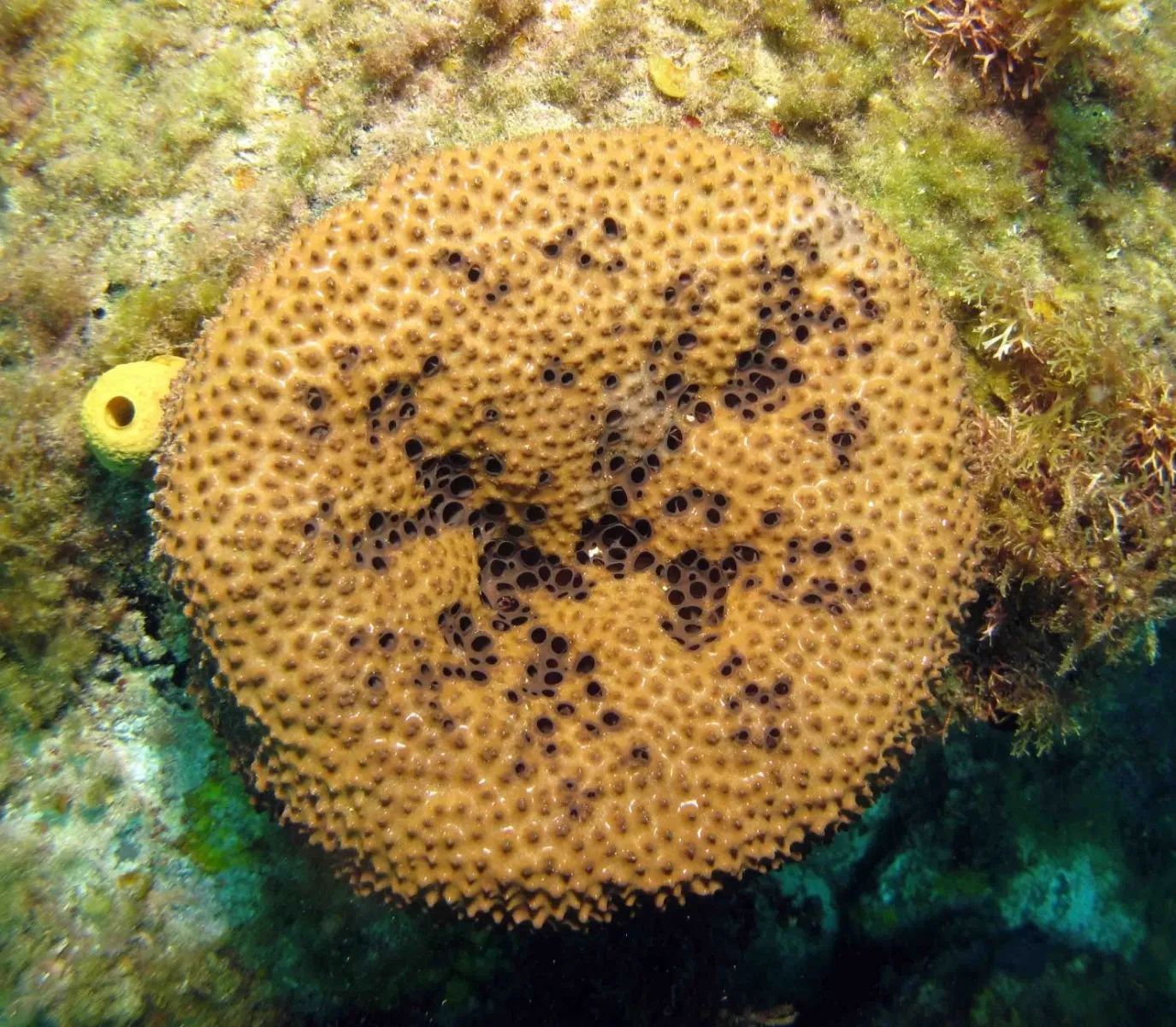 Haliclona spp. (Purple) (Encrusting) | S