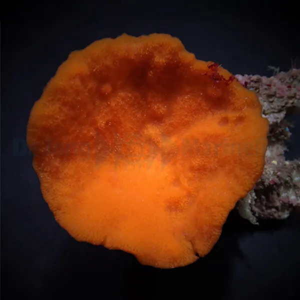 Phakellia flabellata | S