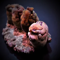 Polycarpa aurata | L