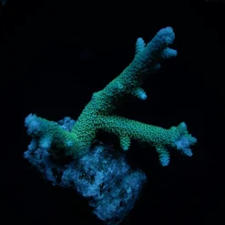 Acropora abrolhosensis | XL