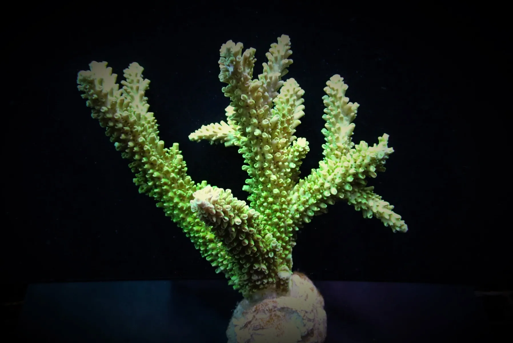 Acropora abrotanoides | S