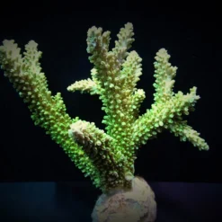 Acropora abrotanoides | L