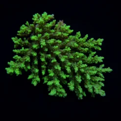 Acropora aculeus | XL