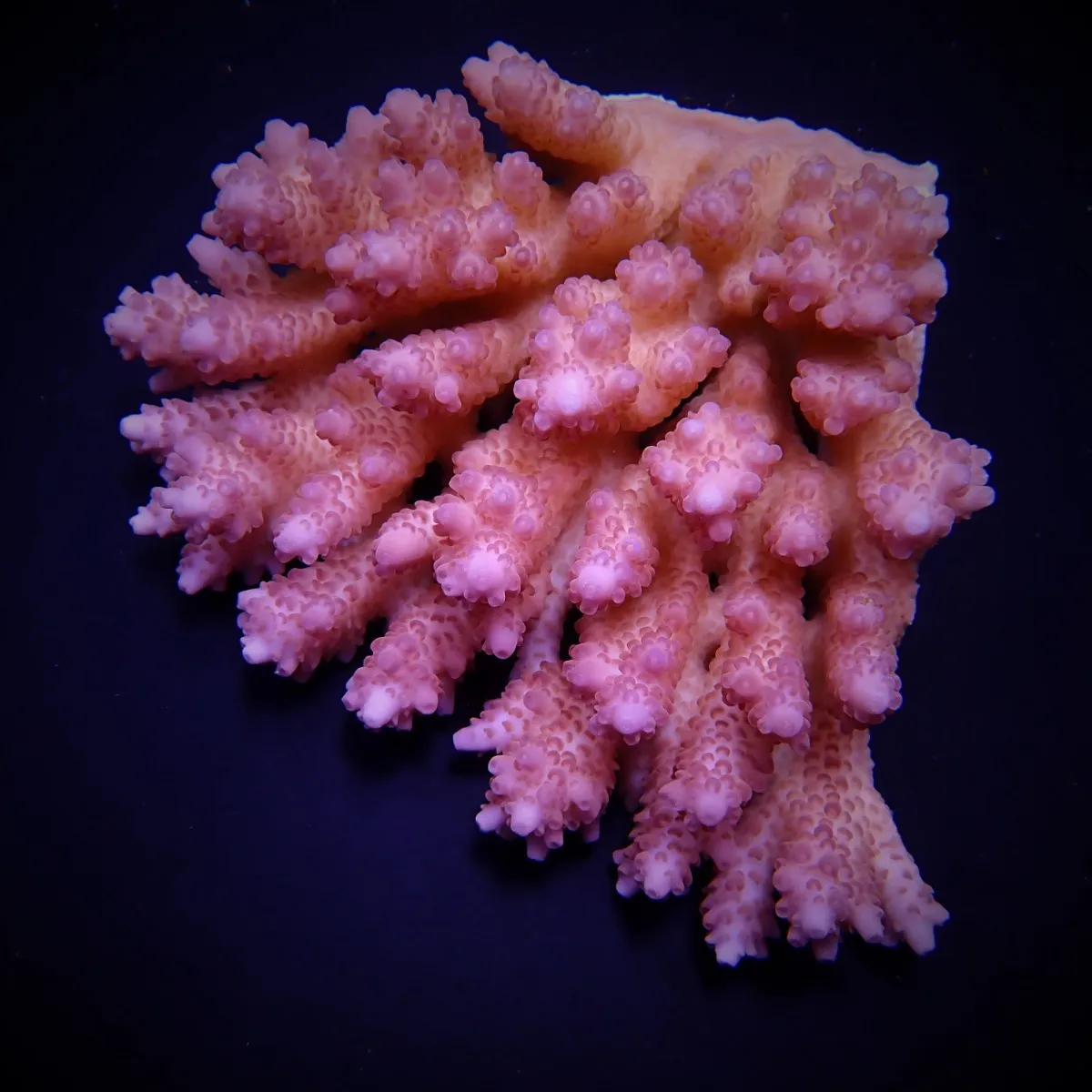 Acropora anthocercis | M