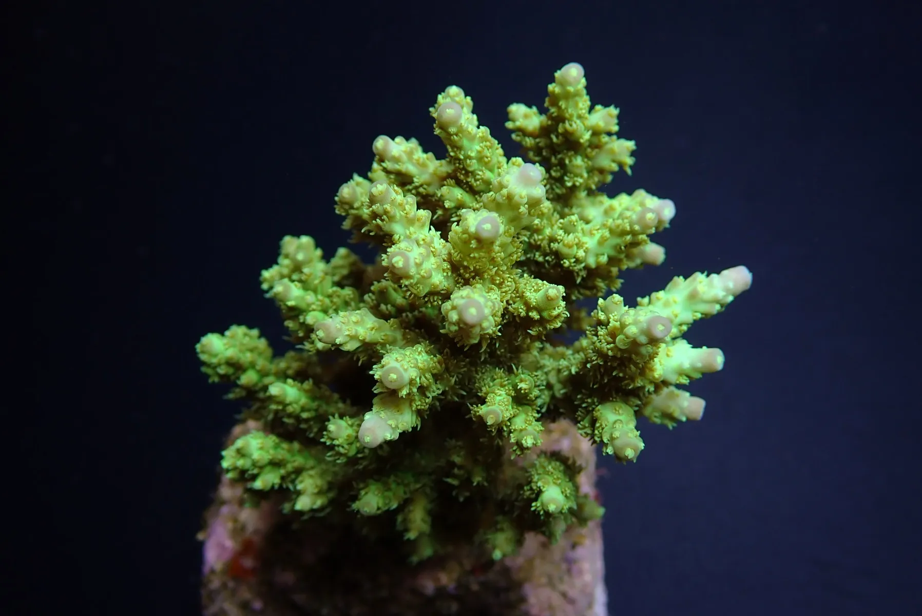 Acropora chesterfieldensis | M