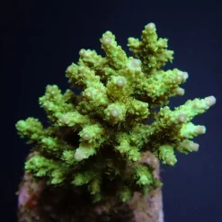 Acropora chesterfieldensis | XL