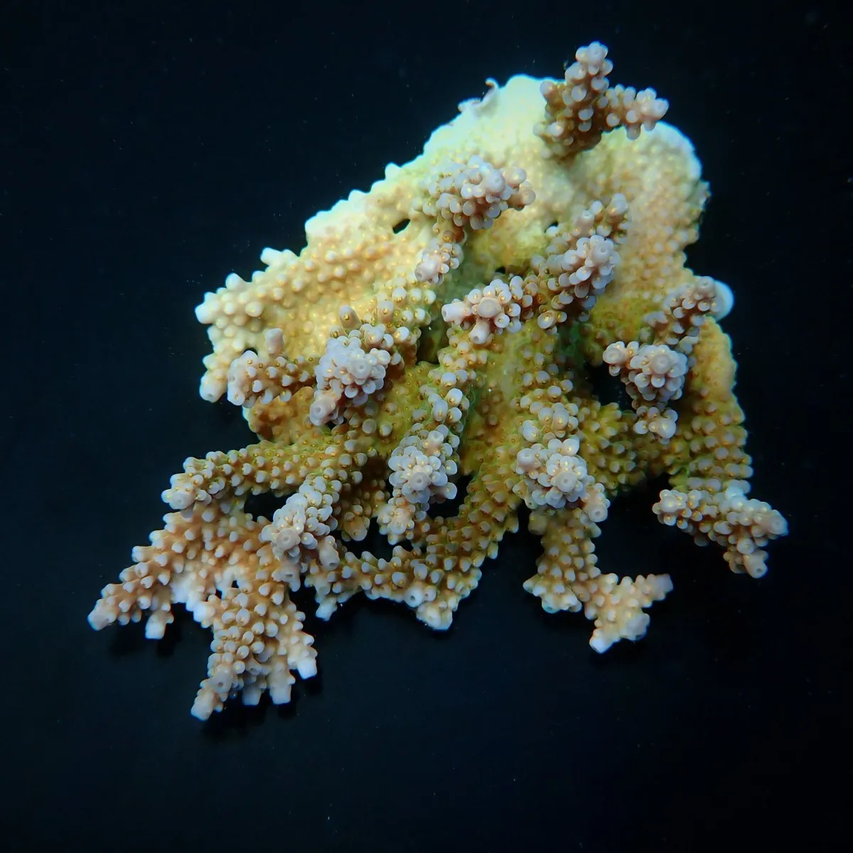 Acropora clathrata | S