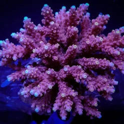 Acropora cytherea | M
