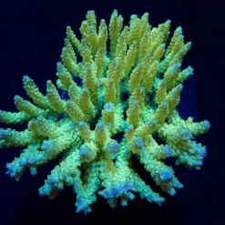 Acropora dendrum | XXL