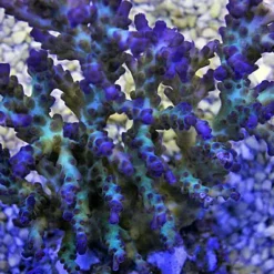 Acropora desalwii | M