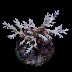 Acropora echinata | XL