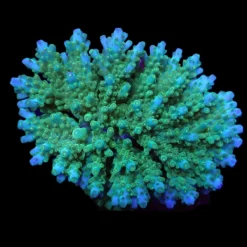 Acropora efflorescens | L