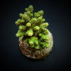 Acropora florida | M