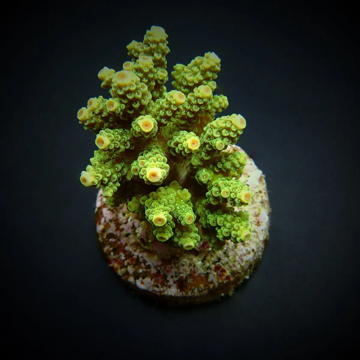 Acropora florida | XL