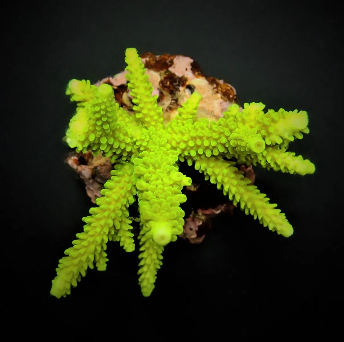 Acropora formosa (Green) | S