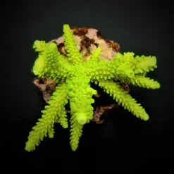 Acropora formosa (Green) | M