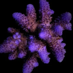Acropora gemmifera | XL