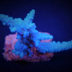Acropora gomezi | S