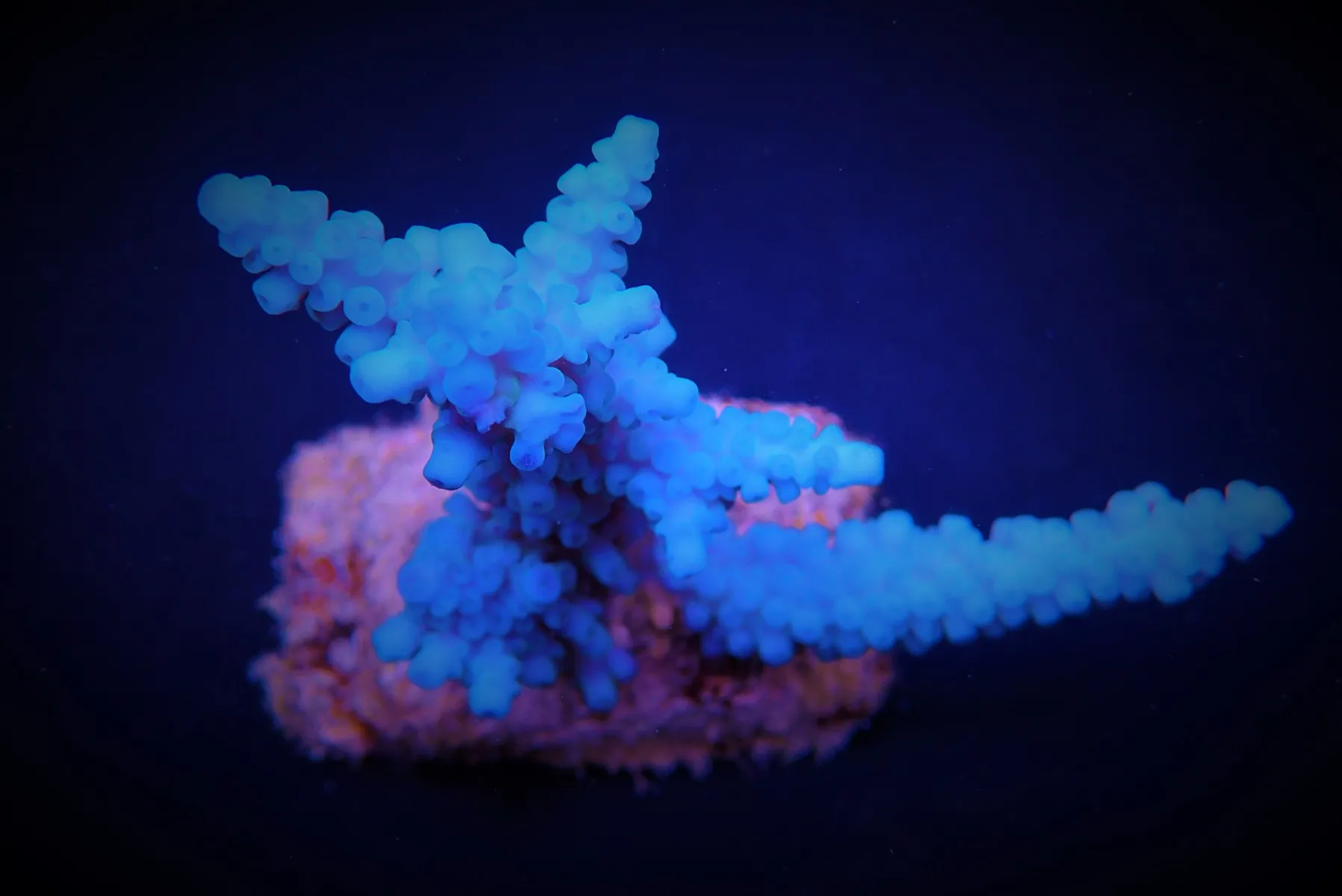 Acropora gomezi | M