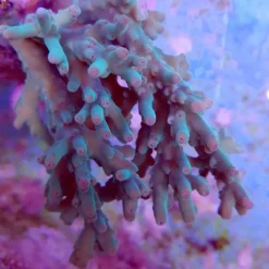 Acropora granulosa | M