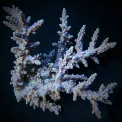 Acropora horrida | T