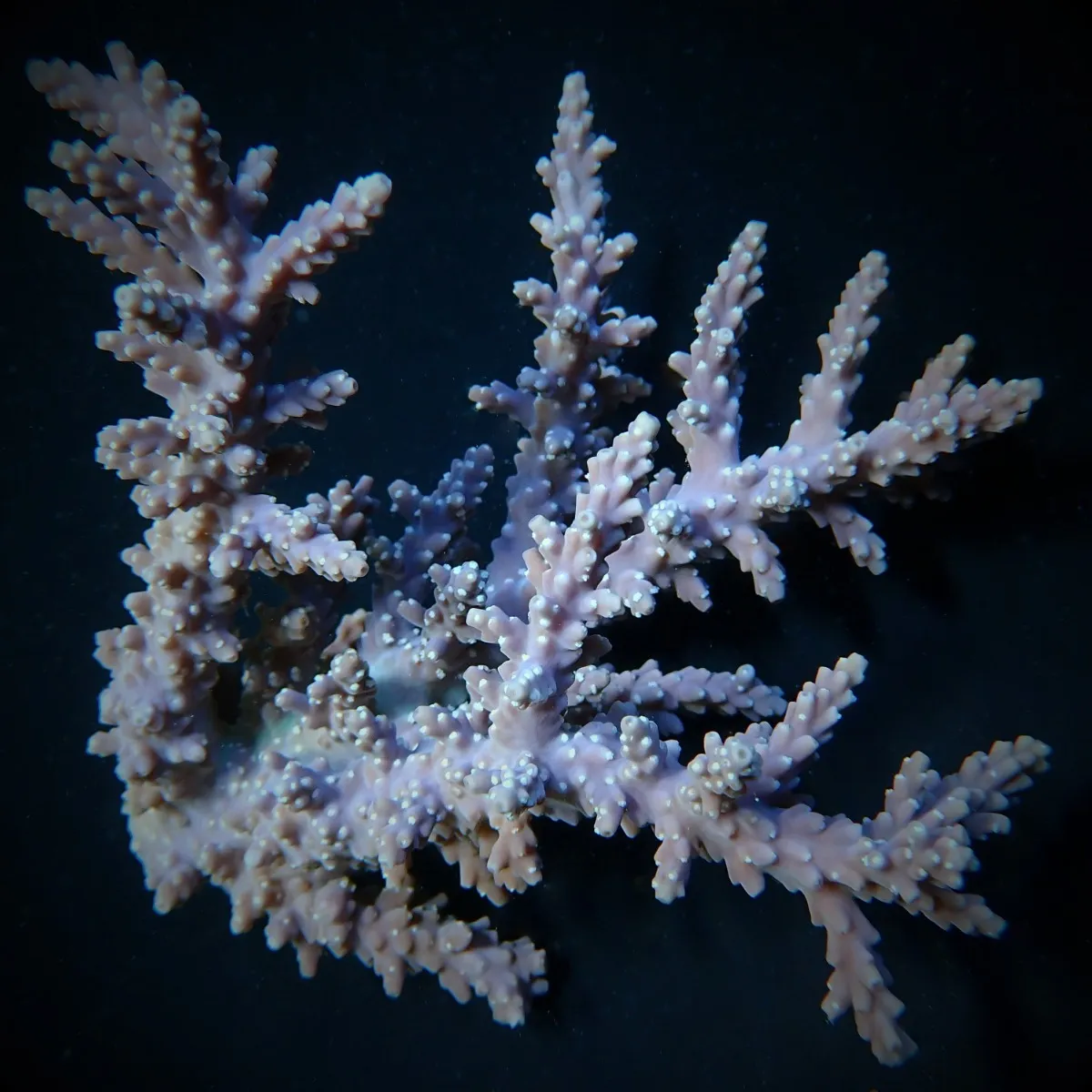 Acropora horrida | T