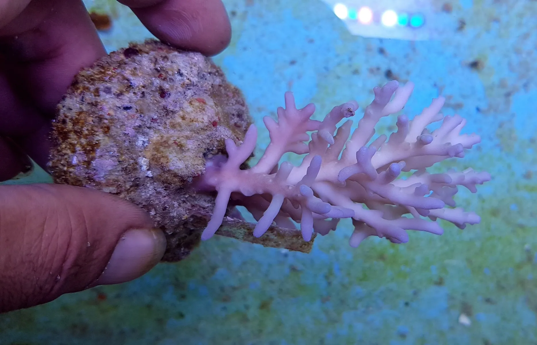 Acropora jacquelineae | L