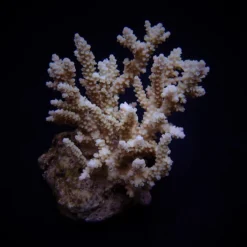 Acropora kimbeensis | FRAG