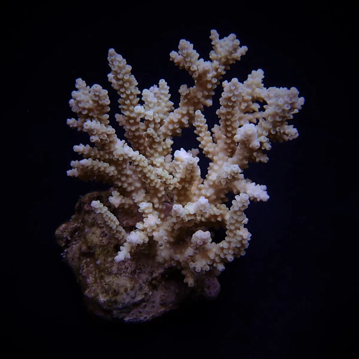 Acropora kimbeensis | FRAG