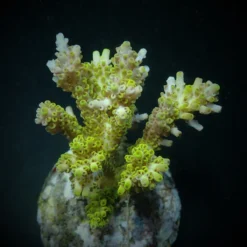 Acropora latistella | L