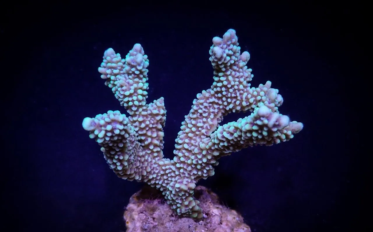 Montipora capitata | T