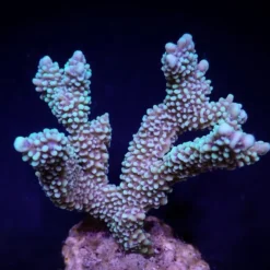 Montipora capitata | L