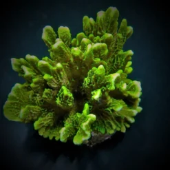Montipora confusa | S