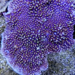 Montipora danae (Colored polyp) | M