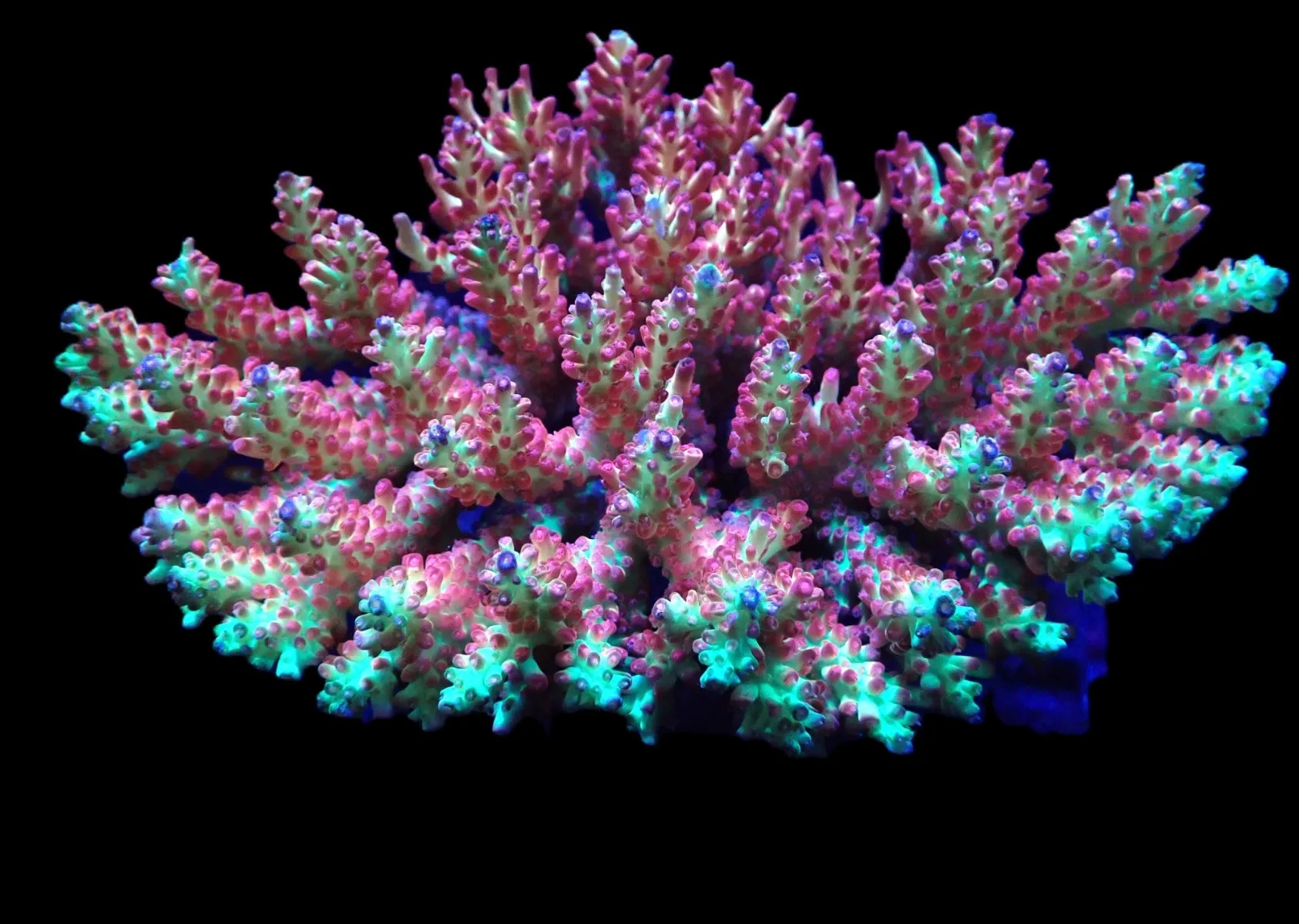 Acropora microclados (SSC) | T