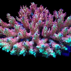 Acropora microclados (SSC) | XXL