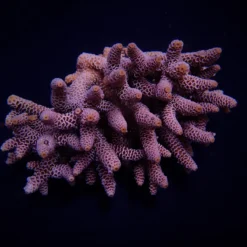 Acropora millepora | XL