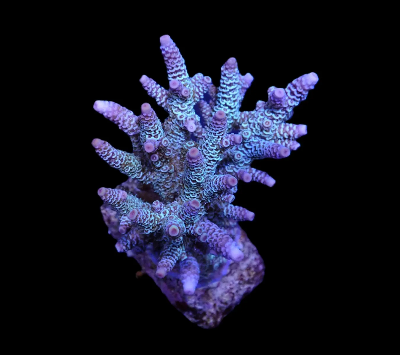 Acropora millepora (Blue) | T