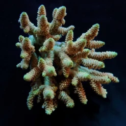 Acropora millepora (Rainbow) | XL