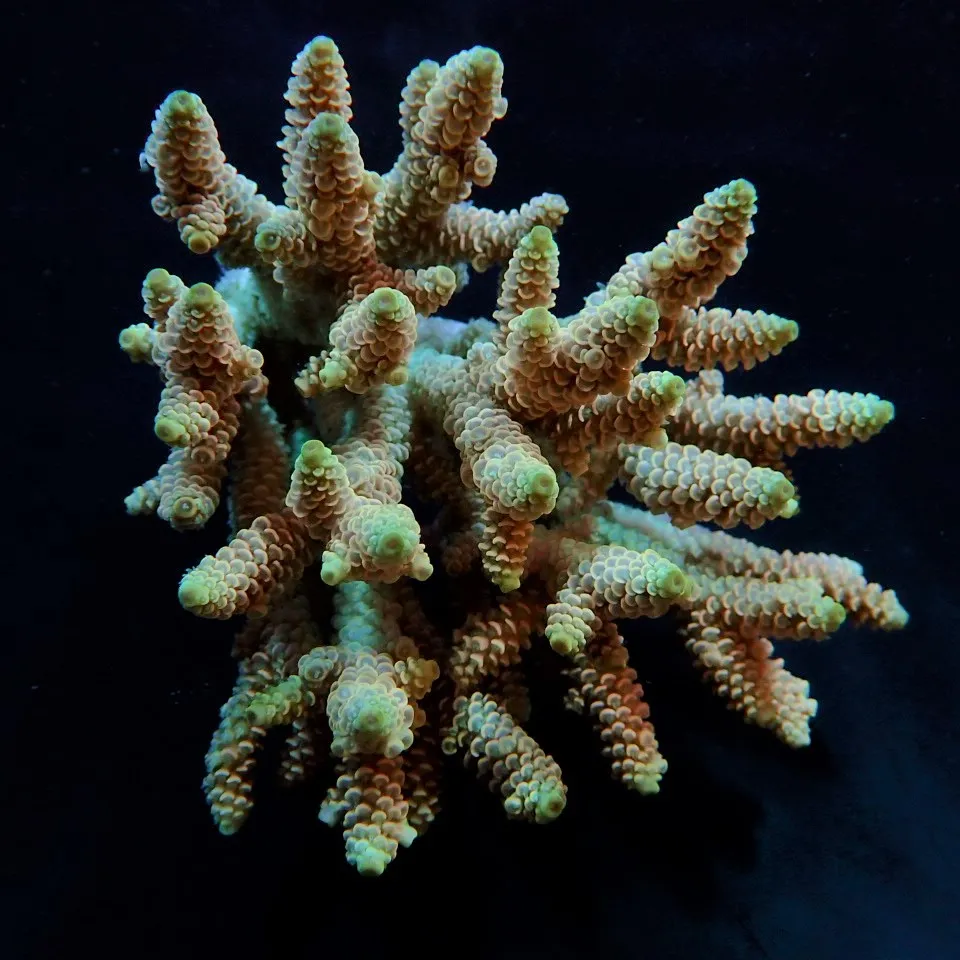 Acropora millepora (Rainbow) | XL