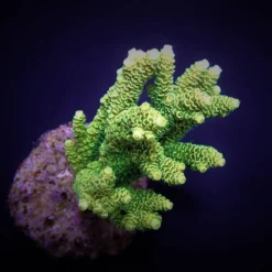 Acropora millepora (Yellow-Green) | L