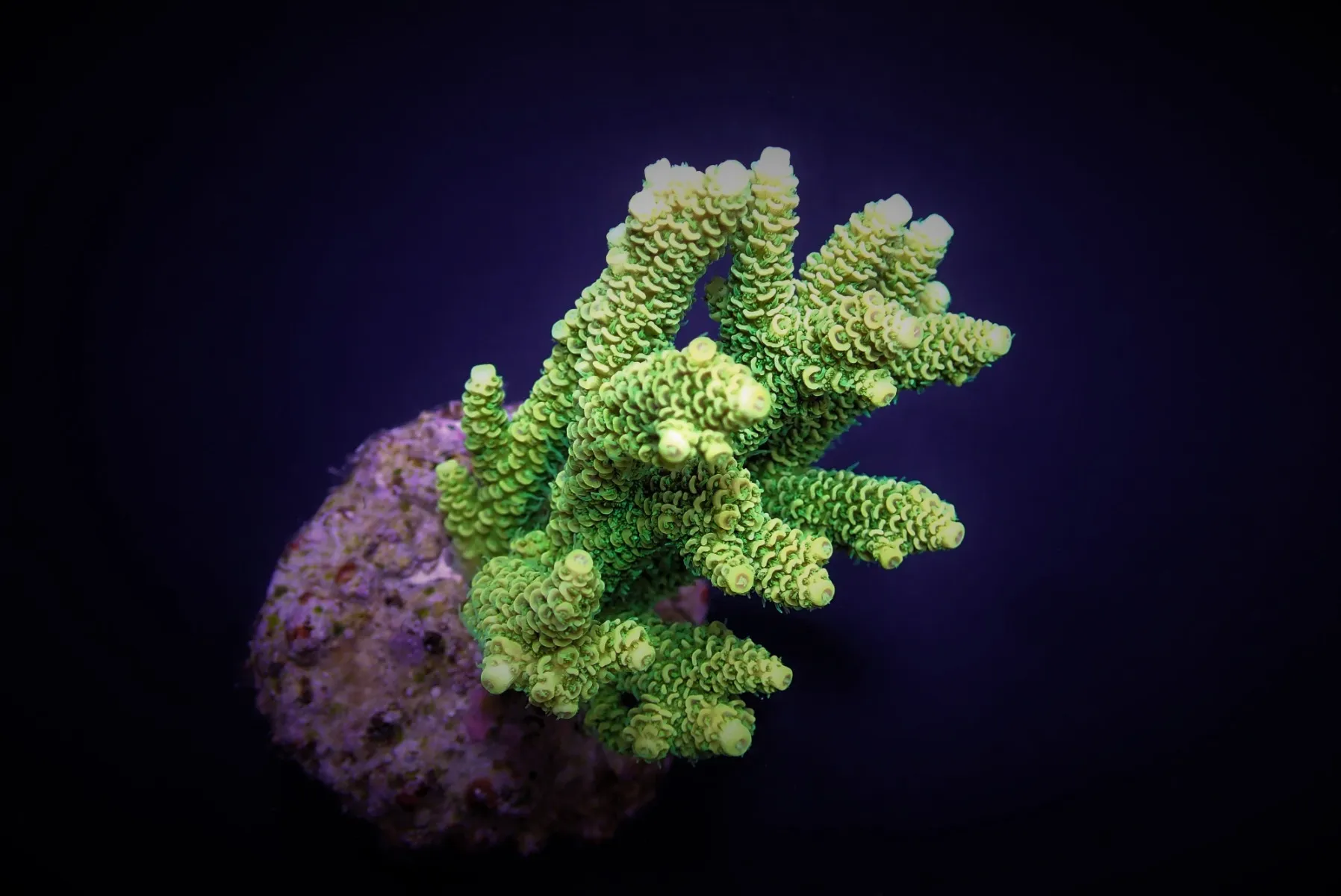Acropora millepora (Yellow-Green) | L