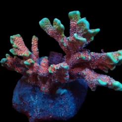 Montipora spp. (Branched) (Forest Fire) | T