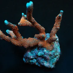 Montipora spp. (Branched) (Red polyp) | L