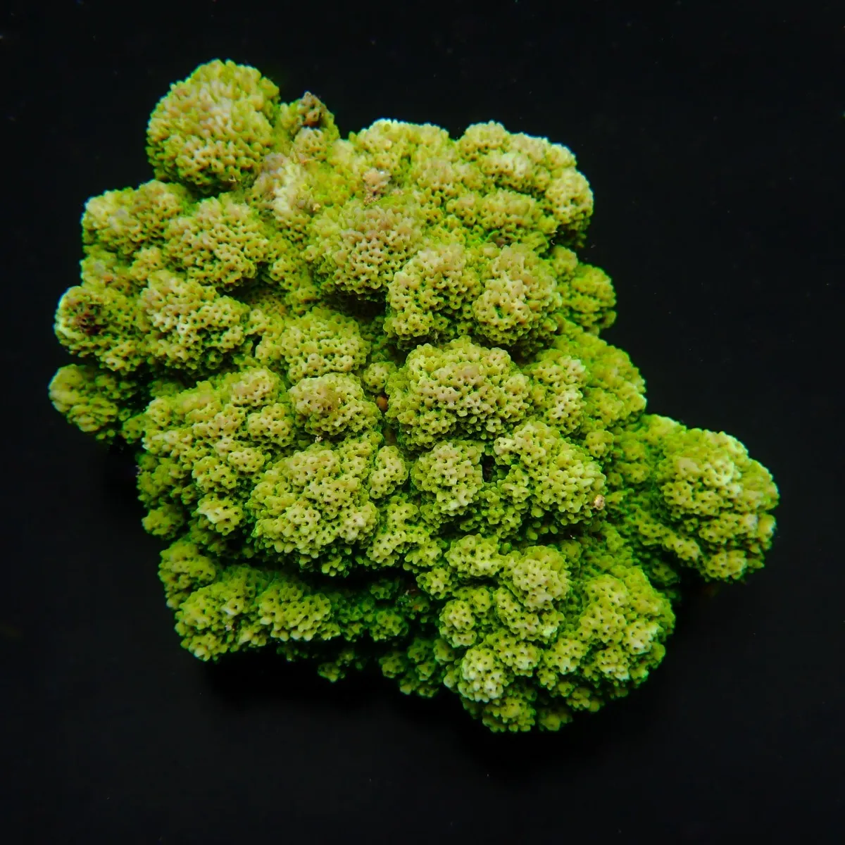 Montipora spp. (Encrusting) (Green)