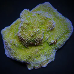Montipora spp. (Encrusting) (Green polyp) | L